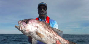 Dhufish are key target species for recreational anglers in WA and are endemic to the state.