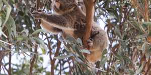 Koalas were listed as a threatened species in 2012 and of the 160,000 hectares of known and likely habitat cleared up to 2017,90 per cent was not reviewed by the federal government for its impact to the species
