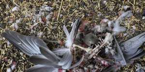 The mice eat through anything including grain,fallen galahs,hay and the electrics of machinery. 