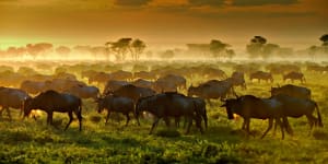 Seeing the wildebeest migration in Masai Mara,Kenya:One of the world's greatest spectacles is amazing and deadly
