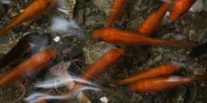 Race,class,and goldfish:how a homemade footpath aquarium divided New York