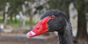 Black swans in ‘significant peril’ from bird flu