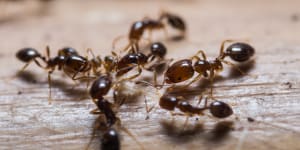 Fire ants could reside in every state and territory of Australia if left unchecked.