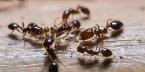 Fire ants were first recorded at the Port of Brisbane in 2001.