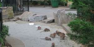 Feeding time:brown rats feast on leftovers from a takeaway in a New York City park. 