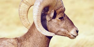Researchers have discovered animals,including the bighorn sheep (pictured) are displaying evolutionary changes much faster than was believed possible.