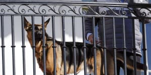 Biden’s dog bites Secret Service officers 10 times in four months