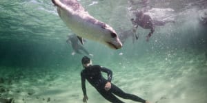 Playing with sea lions with Baird Bay Ocean Eco Experience.