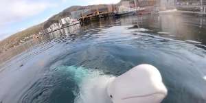 Russian ‘spy’ whale found dead in Norway