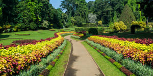 Part of the Peradeniya Royal Botanical Gardens.