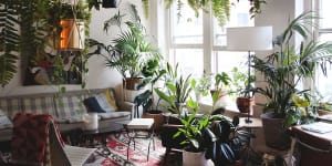 Touted for their many health benefits,indoor plants have returned to our homes with a vengeance.