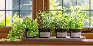 The joy of cooking using herbs you’ve grown yourself is one of life’s great pleasures.