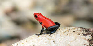 Costa Rica’s natural attractions are stellar.