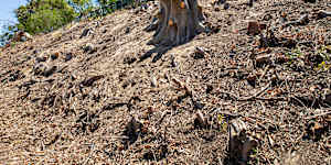 Pictures of the tree stumps left after tree removal due to the Polyphagous shot hole borer,on the edge of Kings Park,fronting Mounts Bay Road in Perth. 