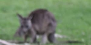 Hooroo,roos:The plan to bounce kangaroos from Commonwealth Games site