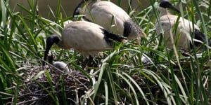 Police hunt for man who allegedly tied ibis by its neck and feet