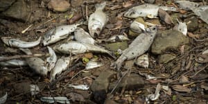 Deadly black water event triggers mass fish deaths on Parramatta River