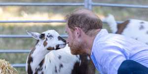 Prince Harry gets up close and personal with a goat at
