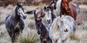 Cull of duty:why we need to shoot all the feral horses in the Snowies