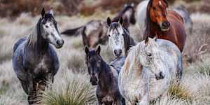 Brumbies off the Snowy Mountain Highway in Kosciuszko National Park.