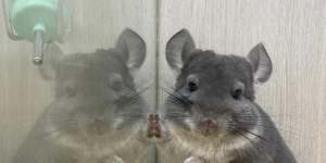 A chinchilla at Little Boss in Hong Kong,where there has been a positive COVID case