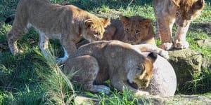 Special treats are in store for lioness Maya and her five African Lion cubs on Mother’s Day.