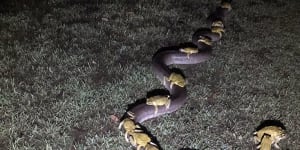 Kununurra photo goes viral as world marvels at Monty the python carrying a bunch of toey toads