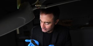 Palaeontologist at the Melbourne Museum,Dr Erich Fitzgerald with some of the Triceratops bones.