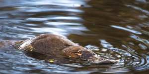 A study has detected PFAS chemicals in platypuses.