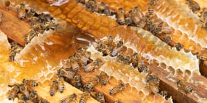 Hundreds of hives to be destroyed in new varroa mite detection