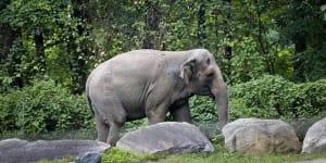 Is Happy the elephant legally a person? A court will decide