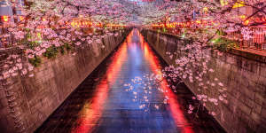 Cherry blossom season in Tokyo at Meguro River 