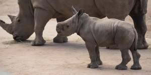 'Like big puppy dogs':Taronga Western Plains Zoo has another star attraction with the recent birth of another White Rhino calf.