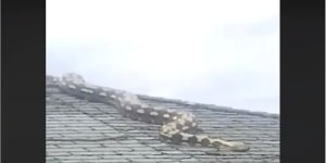 ‘It’s moving and it’s huge!’:5.5m-long snake on US roof horrifies neighbours