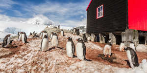 Gentoo penguins at Port Lockroy,Antractica.