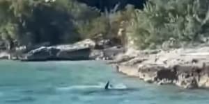 ‘Get out baby!’:Dog v shark standoff wows tourists on Bahamas boat tour