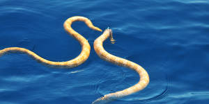 Short-nosed sea snakes,pictured here courting,were formerly thought extinct before being rediscovered at Ningaloo and subsequently found in Exmouth Gulf. 
