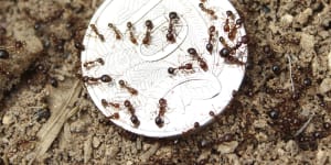 Reports of fire ant nests in Brisbane soar in recent years