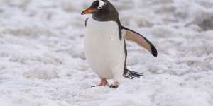 A gentoo penguin. 