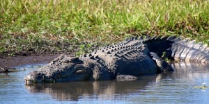 A crocodile in Kakadu attacked the child.