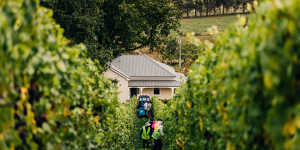 Pirie’s single-vineyard winery,Apogee. 
