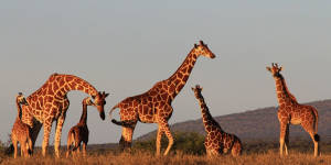 Giraffe family.