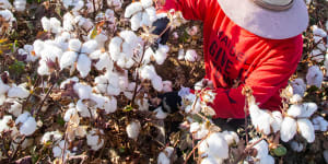 Ban Xinjiang cotton and other slave labour products,Senate committee urges