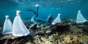 Coral restoration project Ningaloo Reef WA.