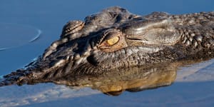 Man who prised crocodile jaws off his head now out of hospital