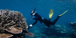 Reef report fails to acknowledge this precious natural landmark is at risk