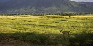 If Mana Pools were in any other southern African country,it would boast the world-wide kudos of Kenya's Masai Mara Reserve or Tanzania's Serengeti.