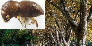 The shot hole borer has already caused thousands of trees to be felled.
