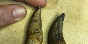 Scientists sink teeth into dino diet research after rare fossil find