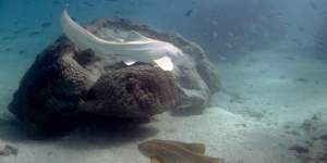 Albino and regular leopard sharks in Exmouth Gulf.